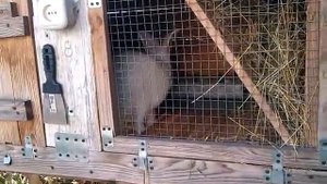 Крольчиха перед окролом  Признаки беременности и вероятность окрола  ч 1