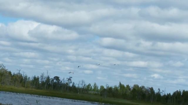 Журавли.
Фото Охота.mp4 смотреть онлайн