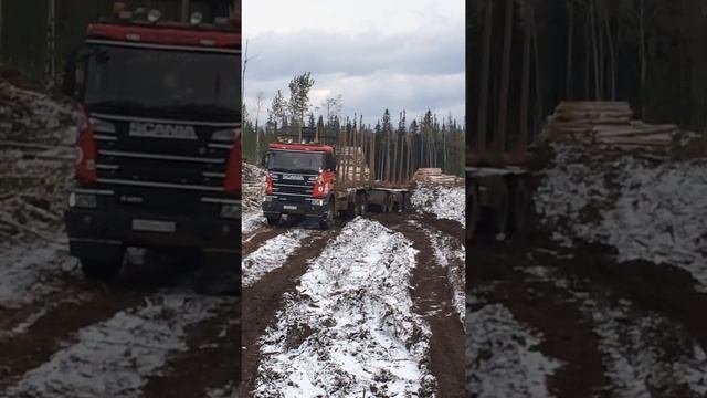 Лесовоз Скания