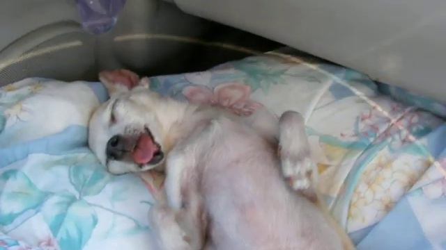 Прикольное путешествие той-терьера. смотреть онлайн