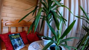 Панданус или Юкка, а может быть Драцена? Как отличить эти растения, особенности ухода и пересадки