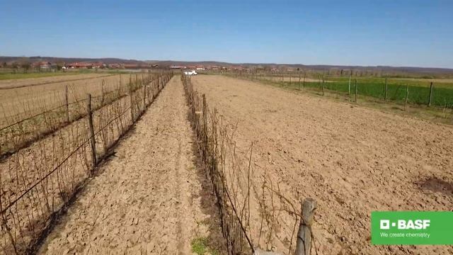 Zaštitite malinu od pegavosti i sive truleži! Primenite fungicid Signum® - BASF Agro Patrola смотреть онлайн