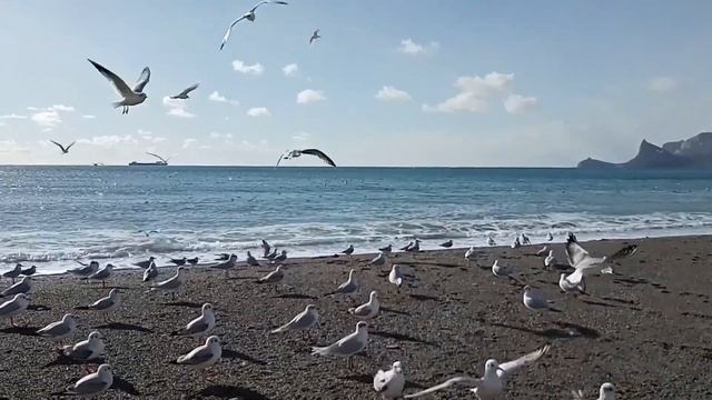 Крым, Судак, Пляж Центральный. Чайки у моря. Чайка озерная и чайка черноголовая зимой