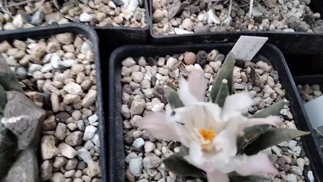 Зимой цветут листовые кактусы.Зимовка кактусов.Эпифиллумы.Литопсы.Прививки кактусов. смотреть онлайн