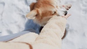 Корги - Стоит ли заводить?