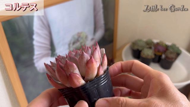 【多肉植物】沢山のご応募お待ちしています😊【ガーデニング】 смотреть онлайн
