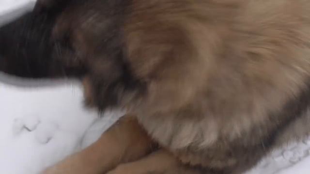 Грустный Новый год у нашей Мэри! Ольга Чернова. смотреть онлайн