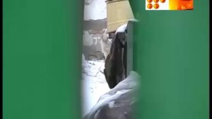 Собака покусала девочку