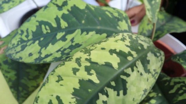 Homalomena Varieties | Plant Care & Propogation
