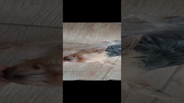 Фея любит мёд