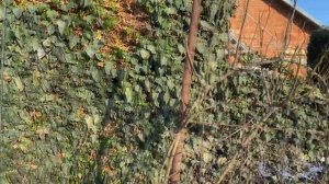 САМАЯ НЕПРИХОТЛИВАЯ ЛИАНА . ВЕЧНОЗЕЛЕНАЯ ЖИВАЯ ИЗГОРОДЬ .  Чем ЗАДЕКОРИРОВАТЬ СТЕНУ. Красота в саду