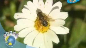 Ози Бу! Защити планету - Животные и как нам их защитить - Биологическое разнообразие