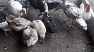 Как выглядит яйцо цесарки