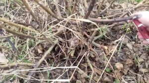 ?Розы плохо перезимовали. 1 я обработка. ?Не спешите выкапывать.