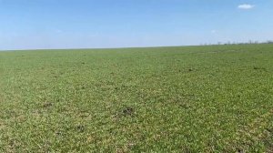 Осмотр пшеницы, подготовка почвы под посев подсолнуха ?