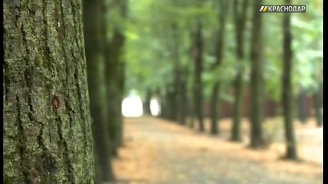 В Чистяковской роще Краснодара зацвели каштаны смотреть онлайн