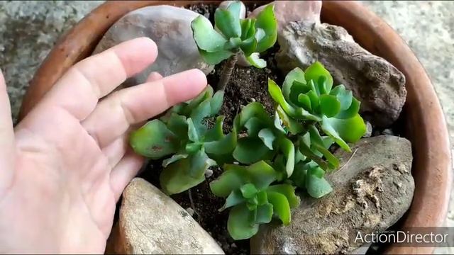 Красулы-Толстянки?моя коллекция.Crassula my collection.12-2-2020 смотреть онлайн