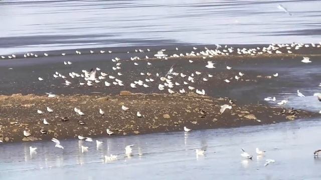 Чайки