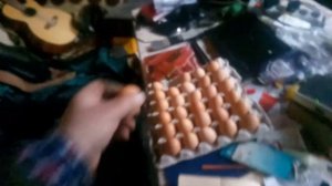 Инкубация яиц курей Мастер Грей