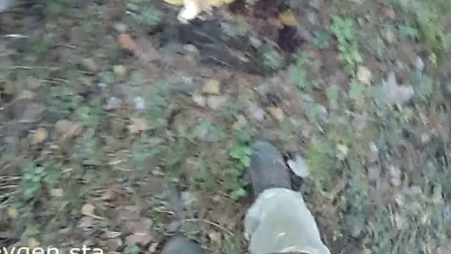 Где искать в лесу опята Ложные опята смотреть онлайн