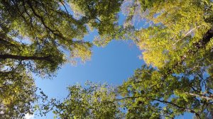 Во власти осени