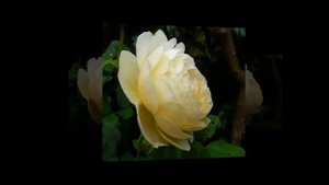 Claire Austin Rose David Austin