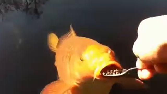 Вот как надо кормить рыбок смотреть онлайн