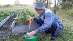 ЙОД подкормка для клубники.