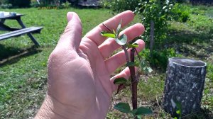 Как защитить сад от муравьёв и тли на плодовых и других деревьях