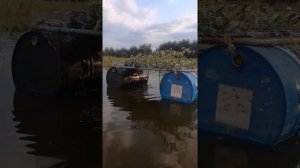 Кормим карпа опарышем