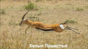 ГАЗЕЛЬ ТОМПСОНА/Копытные/Животные/Интересные факты