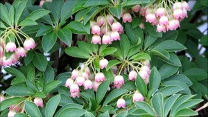 Bombus mixtus on enkianthus flowers at Capitol, Olympia