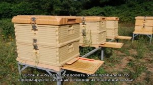 Формирование пчелиного отводка