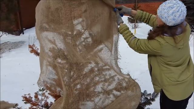 Весна. Обгорание хвои на солнце. Что нужно сделать весной для хвойных.