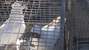 ярмарка голубей. Город Кропоткин, 27 августа 2023 года.