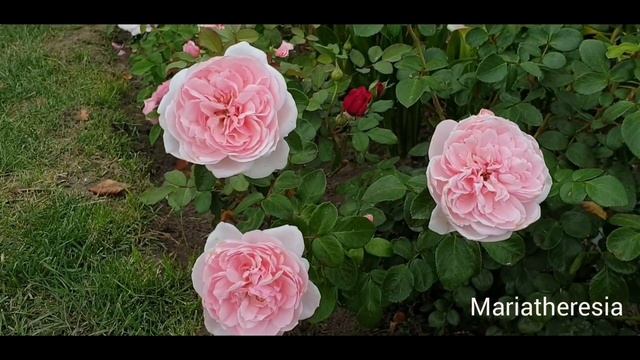 Красивые обильноцветущие невысокие розы. Подробно смотреть онлайн