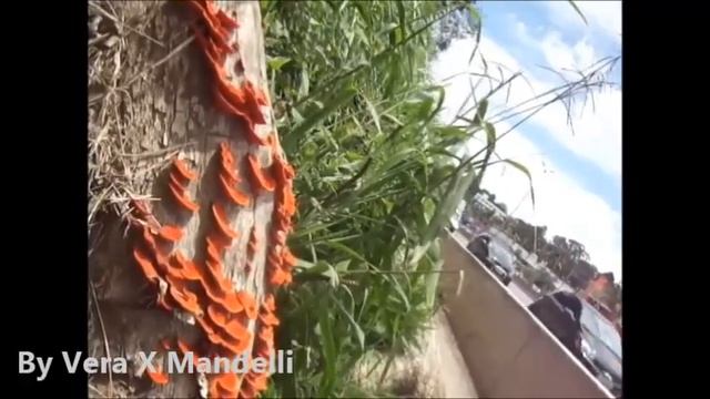 * FUNGO ORELHA-DE-PAU * * RED FUNGUS * SÃO PAULO * смотреть онлайн