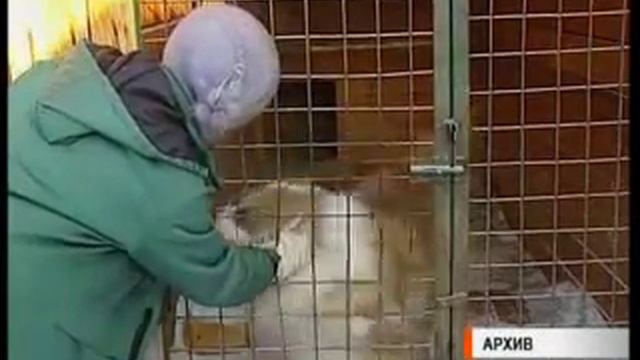 БЕЗДОМНЫЕ СОБАКИ смотреть онлайн