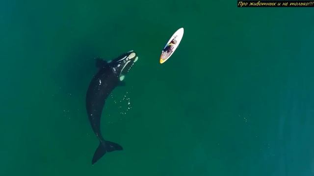 Поразительные кадры с ДРОНА. Человек замер на месте, когда ГИГАНТ подплыл вплотную! смотреть онлайн