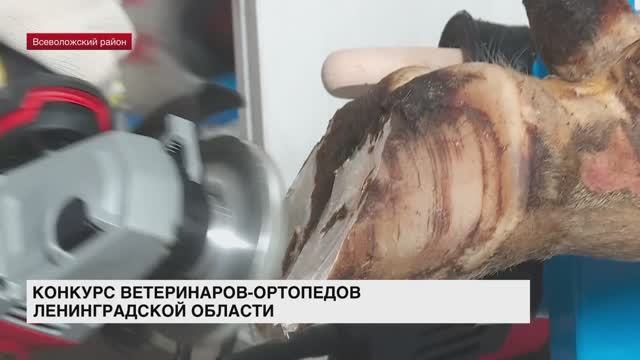Конкурс ветеринаров-ортопедов прошел в Ленинградской области