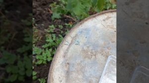 Г,Ф винограда  богатырь Калугина ВМ