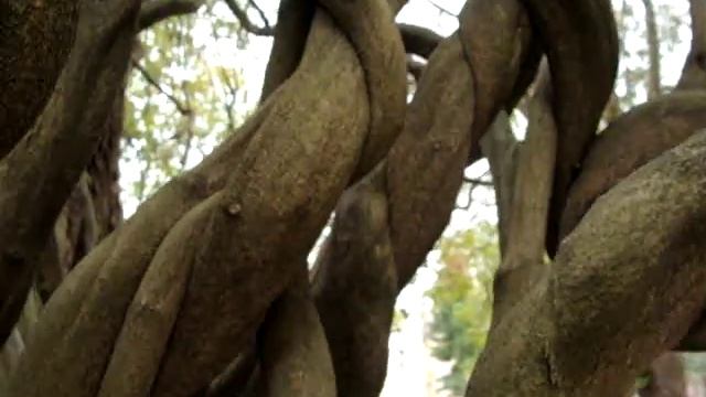 СУХУМ. САНАТОРИЙ МВО. ЛИАНЫ (ЧУДО ПРИРОДЫ) смотреть онлайн