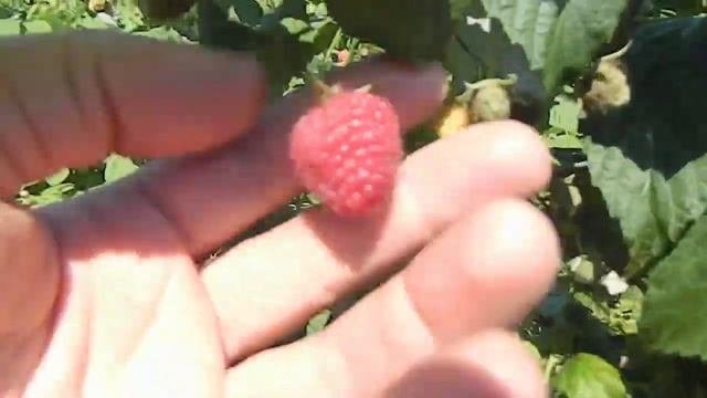 малина ремонтантная выращивание +и уход видео || сколько можно собрать малины с 1 сотки