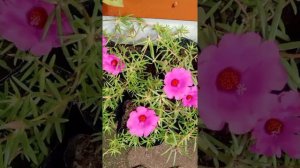 Giant moss rose