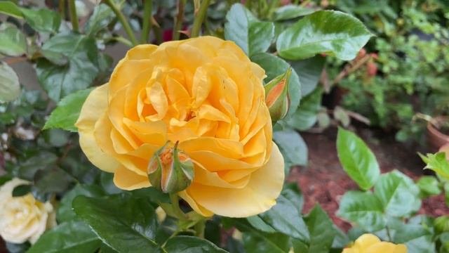 Julia Child Rose Yellow Rose Weeks Rose Yellow Rose #rose #roselove