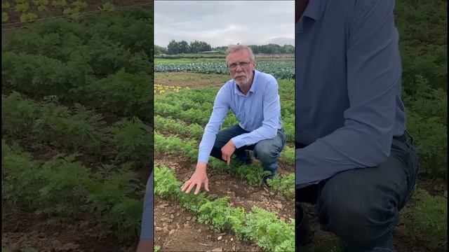 Лучший способ избавиться от морковной и луковой мухи. Что делать, если закудрявилась морковь. смотреть онлайн