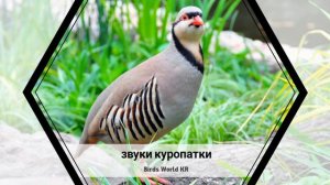 звуки куропатки