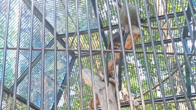 НОВОСИБИРСКИЙ ЗООПАРК .3 июля 2021 г. смотреть онлайн