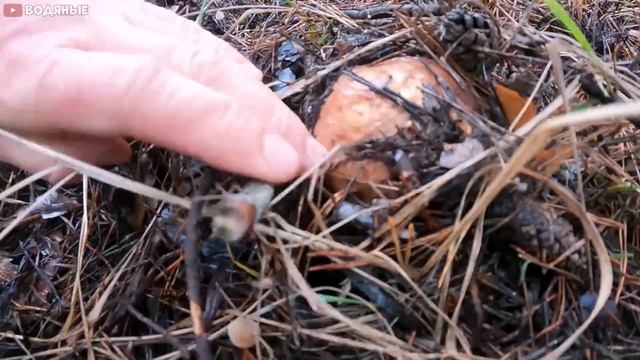 Белые грибы в декабре. И такое бывает смотреть онлайн