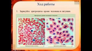 Биология. Урок №20.  Лабораторная работа Исследование клеток крови
